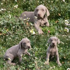 Weimaraner perros en venta en Santa Coloma de Gramenet, Barcelona - Propaganda 3