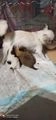 Chihuahua perros en venta: Adopta el pequeño - en Arroyomolinos, Madrid - Imagen 1
