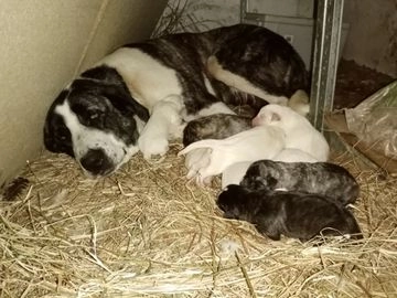 Mastín Español perros en adopcion en Burriana, Castelló - Propaganda 12