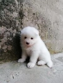 Samoyedo perros en venta en Coslada, Madrid - Propaganda 5