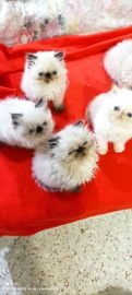 Himalayo gatos en venta en Madrid, Madrid - Propaganda 16