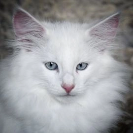Bosque de Noruega gatos en venta en Roda de Eresma, Segovia - Propaganda 6