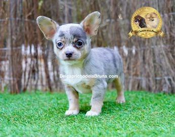 Chihuahua perros en venta en Alhaurín de la Torre, Málaga - Propaganda 1