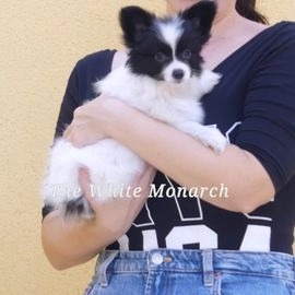 Papillon perros en venta en Torrevieja, Alacant - Propaganda 3