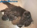Británico de Pelo Corto gatos en venta: British Shorthair Hembra - AQUANATURA - en Barcelona, Barcelona - Imagen 7