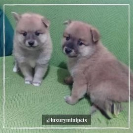 Shiba Inu perros en venta en Madrid, Madrid - Propaganda 3