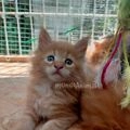 Maine Coon gatos en venta: pino - en Langreo, Asturias - Imagen 1