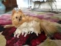 Pomerania perros en venta: Cachorros Pomeraia - en Zuia, Araba - Imagen 12