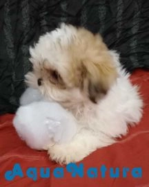 Shih Tzu perros en venta en Barcelona, Barcelona - Propaganda 5