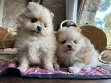 Pomerania perros en venta en Badalona, Barcelona - Propaganda 19