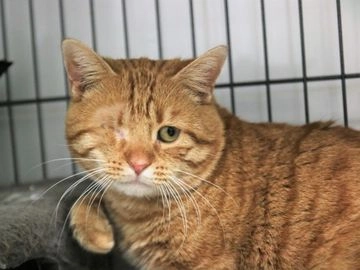 Mestizo gatos en adopcion en Alcalá de Henares, Madrid - Propaganda 11