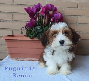 Bichón Habanero perros en venta en Lapuebla de Labarca, Araba - Propaganda 12