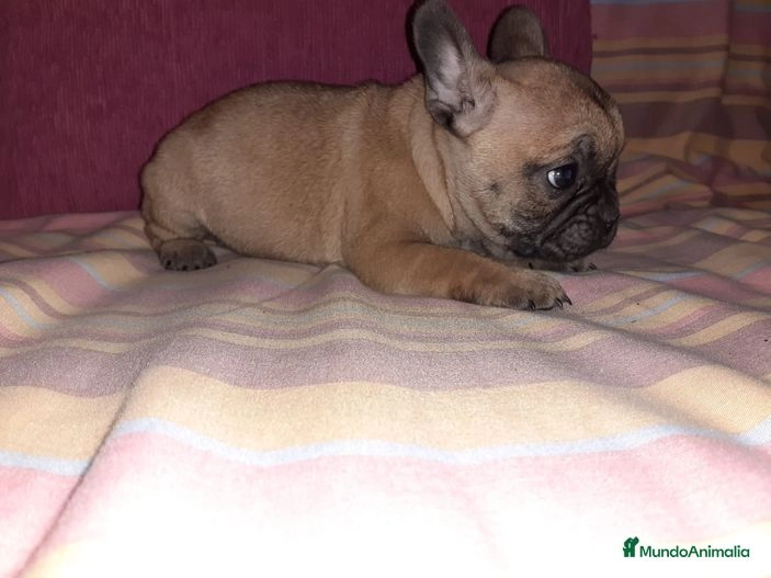 Bulldog Francés perros en venta: Bulldog francés - en Badajoz, Badajoz - Imagen 2