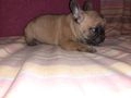 Bulldog Francés perros en venta: Bulldog francés - en Badajoz, Badajoz - Imagen 2