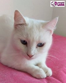Mestizo gatos en adopcion en Madrid, Madrid - Propaganda 13