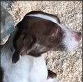 Mestizo perros en adopcion: Adopción perra de 3 añor por no poder atender - en Teo, A Coruña - Imagen 1