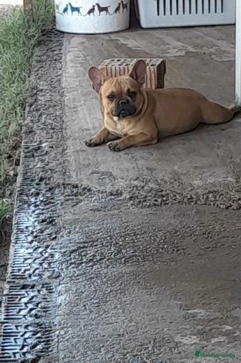 Bulldog Francés perros en venta: Bulldog francés - en Badajoz, Badajoz - Imagen 4