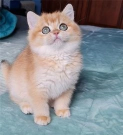 Británico de Pelo Corto gatos en venta en Madrid, Madrid - Propaganda 1