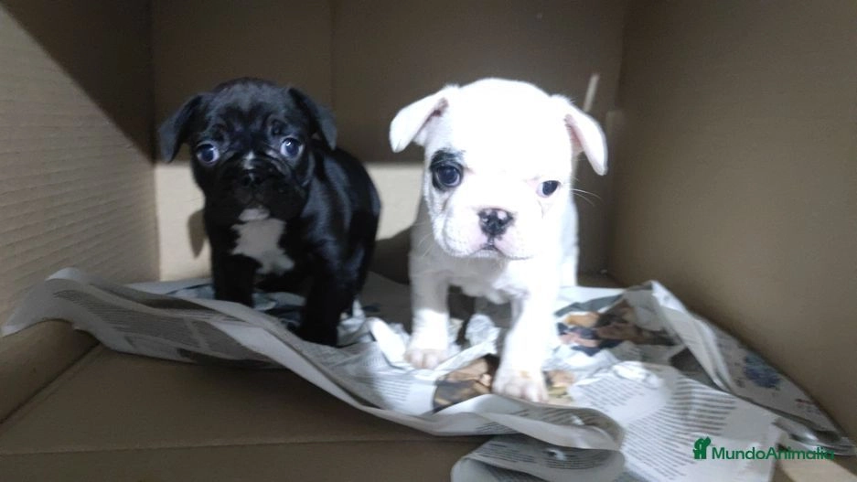 Bulldog Francés perros en venta: Bulldog francés - en Badajoz, Badajoz - Imagen 3