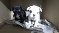 Bulldog Francés perros en venta: Bulldog francés - en Badajoz, Badajoz - Imagen 3
