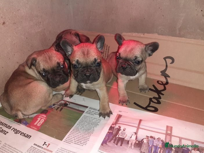 Bulldog Francés perros en venta: Bulldog francés - en Badajoz, Badajoz - Imagen 1