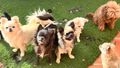 Chihuahua perros en venta: Impresionante Chihuahua de pelo largo. - en Huétor Vega, Granada - Imagen 7