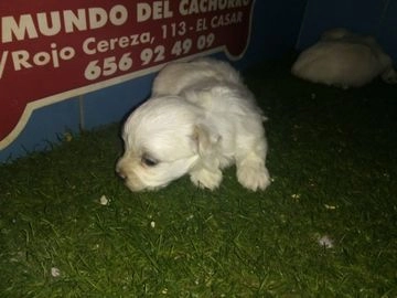 Bichón Maltés perros en venta en Madrid, Madrid - Propaganda 6