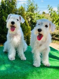 Schnauzer Miniatura perros en venta en Badalona, Barcelona - Propaganda 5
