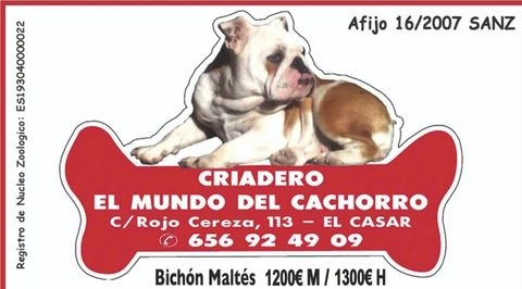Bichón Maltés perros en venta en Madrid, Madrid - Propaganda 14