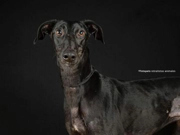 Galgo Español perros en adopcion en Alcalá de Henares, Madrid - Propaganda 13
