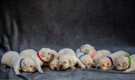Labrador Retriever perros en venta en San Bartolomé de la Torre, Huelva - Propaganda 6
