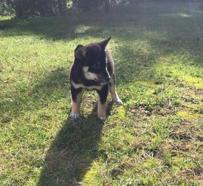 Shiba Inu perros en venta en Barcelona, Barcelona - Propaganda 4