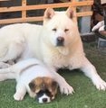 Akita Americano perros en venta: Akita americano  - en Lalín, Pontevedra - Imagen 2