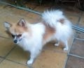 Pomerania perros en venta: Pomerania tricolor  - en Sanlúcar de Barrameda, Cádiz - Imagen 4