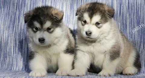 Alaskan Malamute perros en venta en Escalante, Cantabria - Propaganda 12