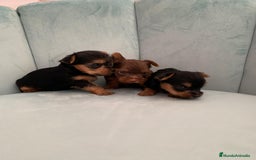 Yorkshire Terrier perros en venta: Yorkshire Terrier - Imagen 1