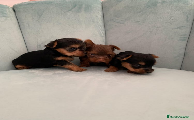 Yorkshire Terrier perros - Propaganda 16