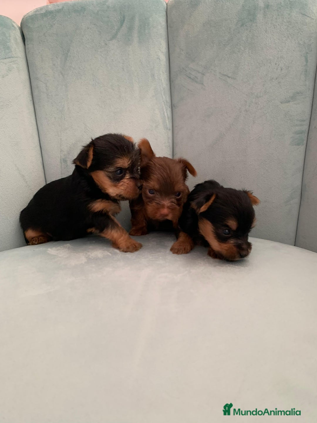 Yorkshire Terrier perros en venta: Yorkshire Terrier - Imagen 1