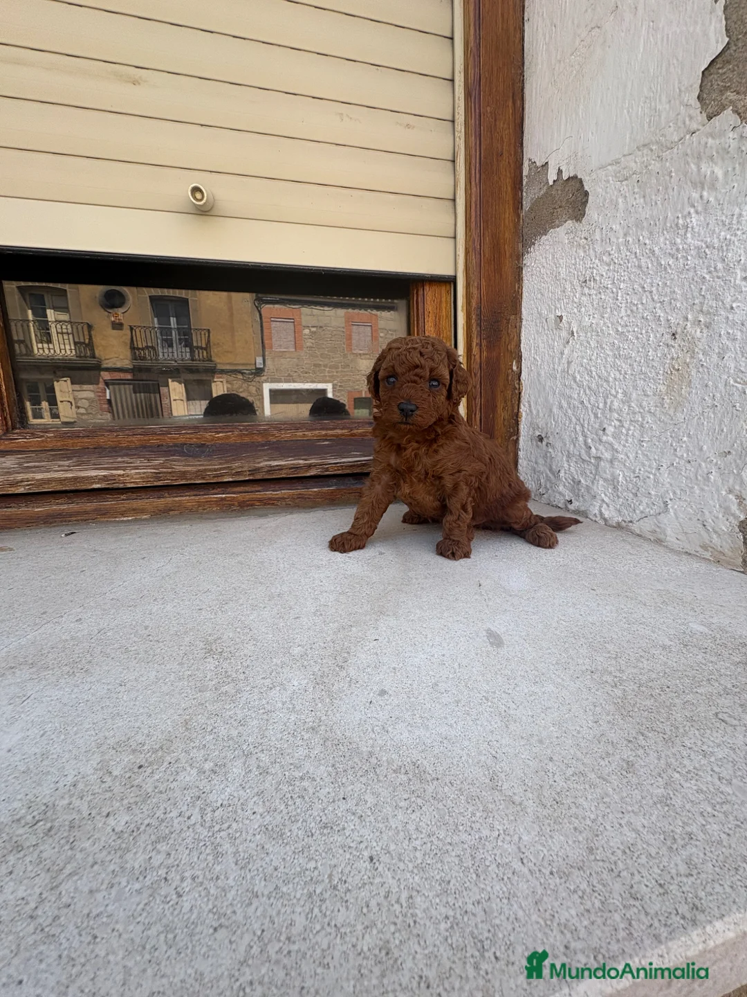 Caniche Toy perros en venta: Caniche rojo toy - Anuncio 3