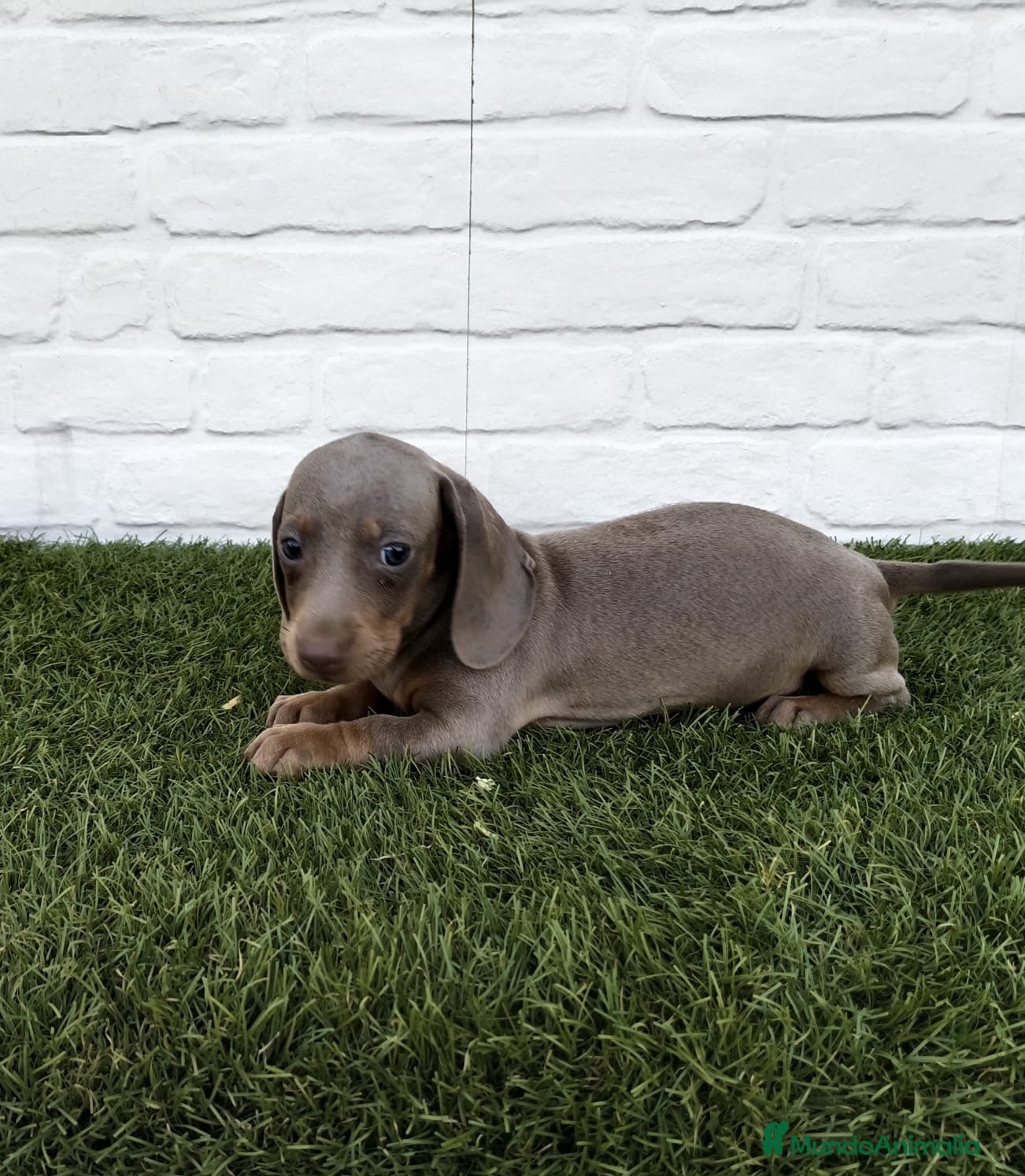 Teckel Miniatura perros Cachorro de TECKEL, miniatura Isabella - Anuncio 1