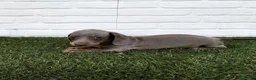 Teckel Miniatura perros en venta: Cachorro de TECKEL, miniatura Isabella - Anuncio 1