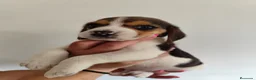 Beagle perros en venta: Beagle 641387649 - Anuncio 2