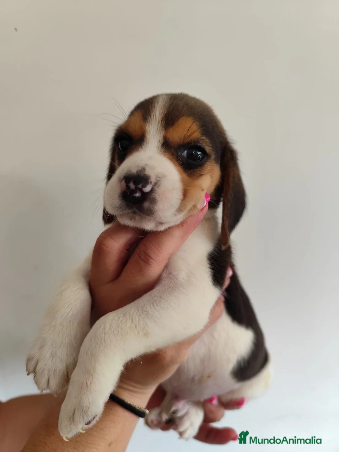 Beagle perros en venta: Beagle 641387649 - Anuncio 2