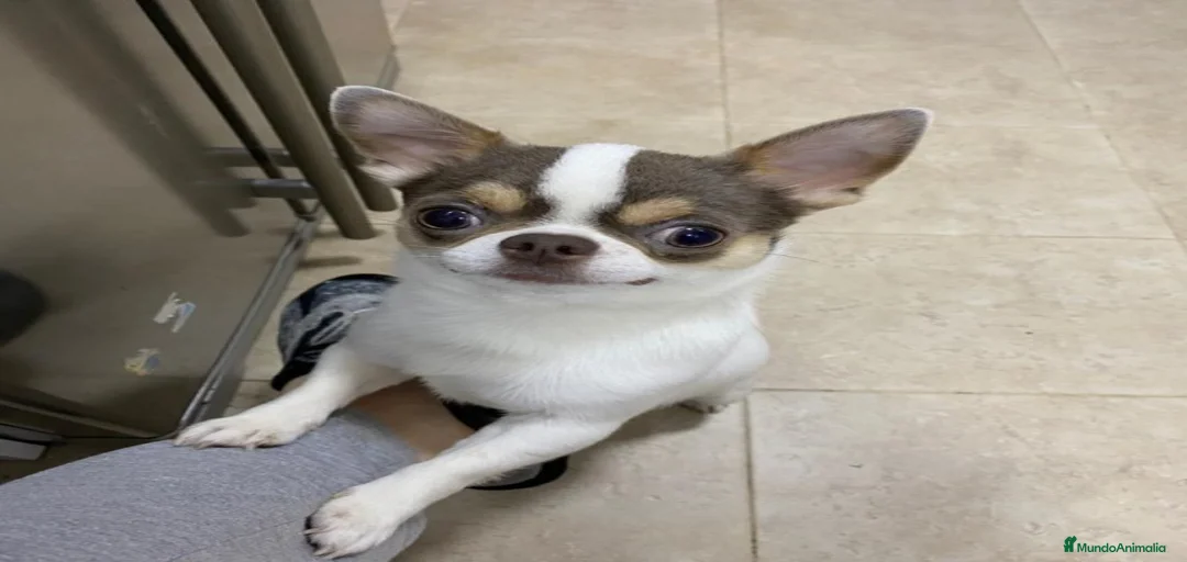 Imagen de galería {{count}}