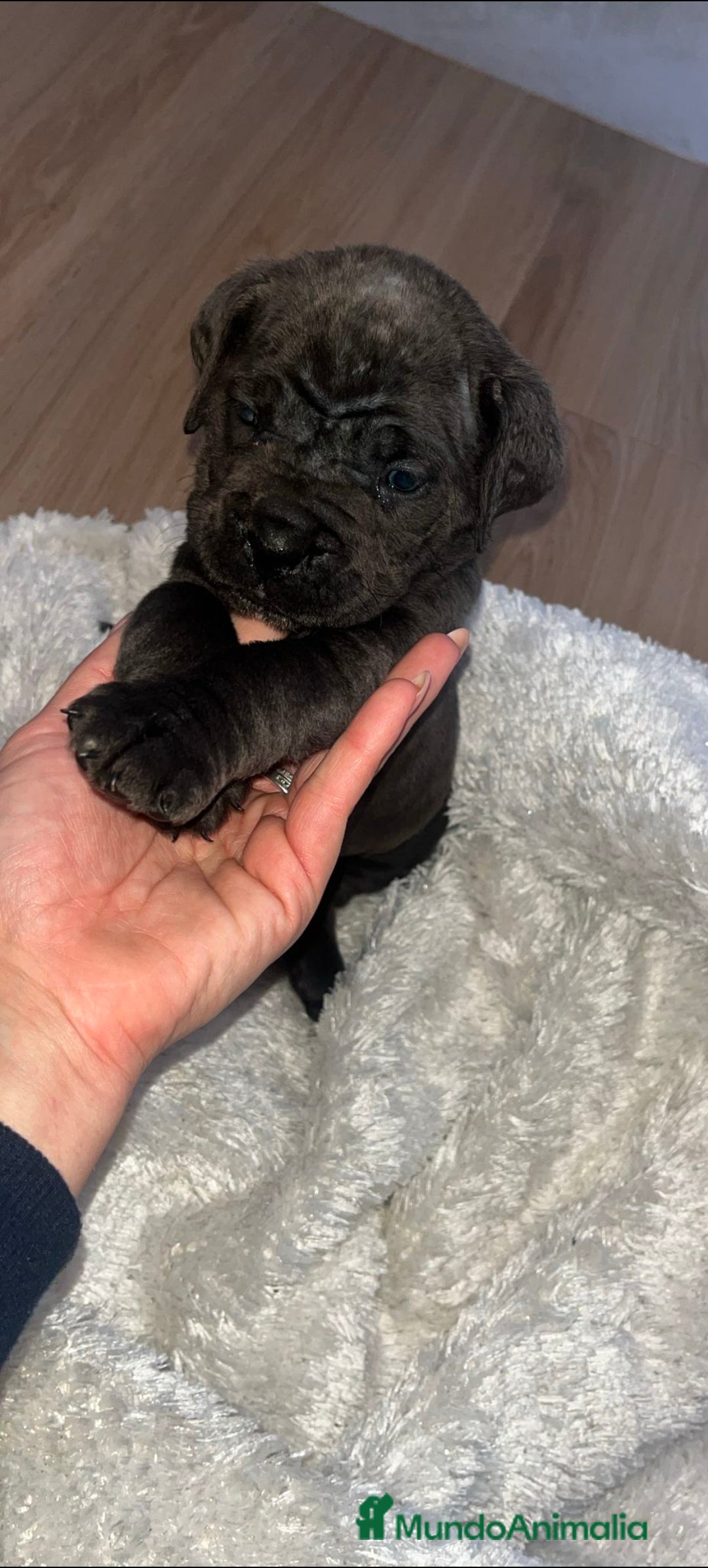 Cane Corso perros en venta: Hembra cane corso blue  - Anuncio 3