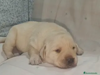 Labrador Retriever perros Labrador retriever dorado - Anuncio 1