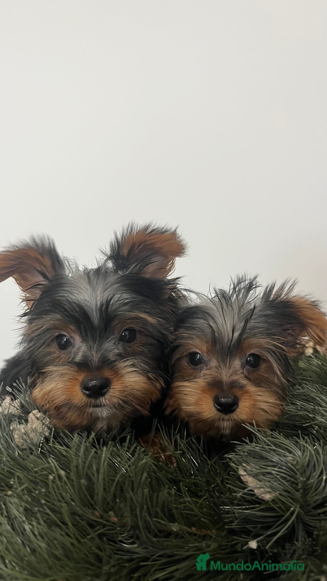 Yorkshire Terrier perros en venta: Últimos cachorros de Yorkshire Terrier disponibles - Anuncio 3