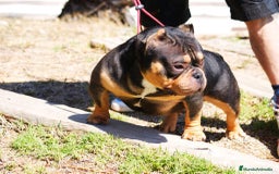 American Bully perros en venta: American Bully  - Imagen 1
