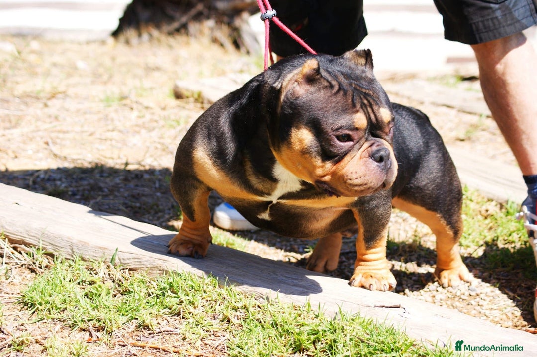 American Bully perros en venta: American Bully  - Imagen 1