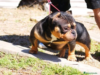 American Bully perros - Anuncio 24